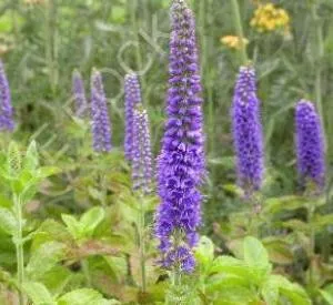 Veronica 'Sunny Border Blue'