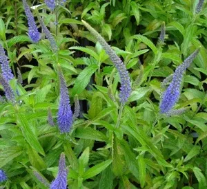 Veronica longifolia 'Blauriesin'