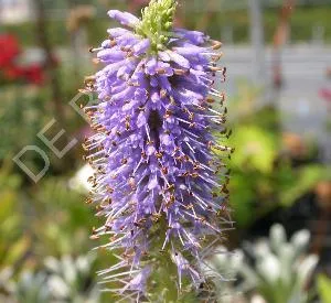 Veronicastrum virginicum 'Apollo'