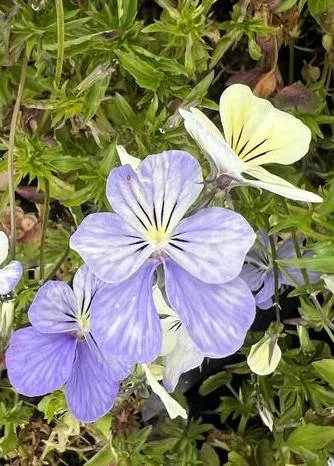 Viola cornuta 'Icy but Spicy'