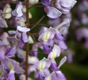 Wisteria floribunda 'Royal Purple'