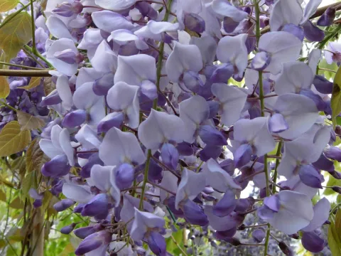 Wisteria Caroline 