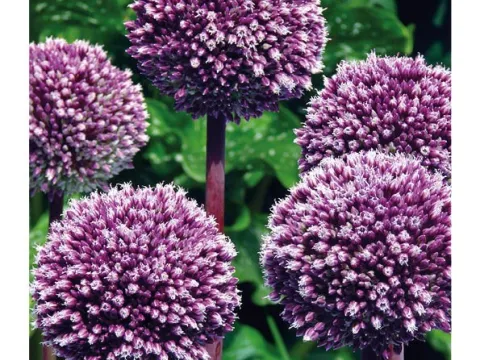Allium 'Summer Drummer'