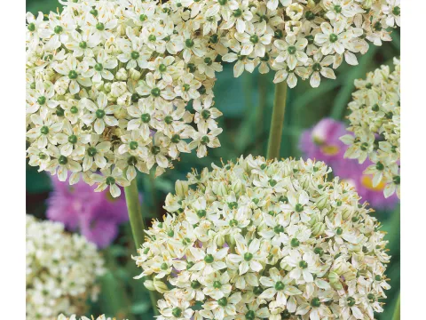 Allium multibulbosum - nigrum