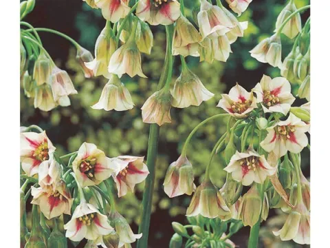 Allium siculum var. nectaroscordum