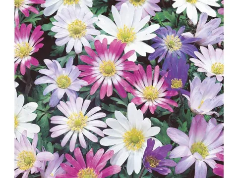 Anemone blanda MIX