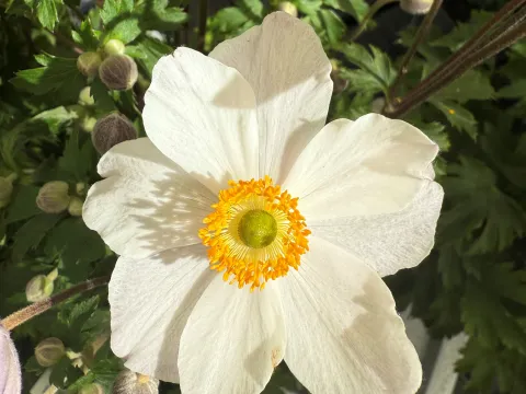 Anemone hybride 'Elfin Swan'