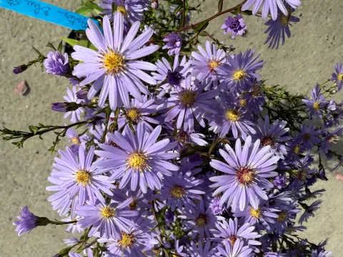 Aster ericoides 'Blue Star'