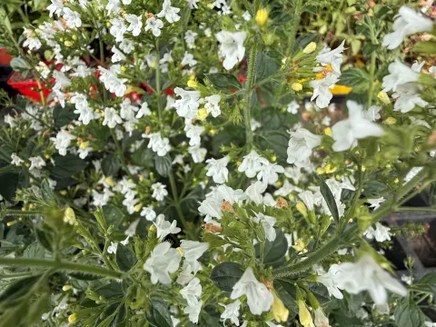 Calamintha nepeta 'White Cloud'
