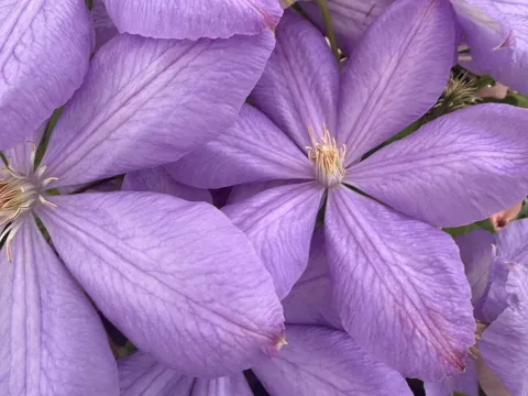 Clematis 'Mrs Cholmondeley'