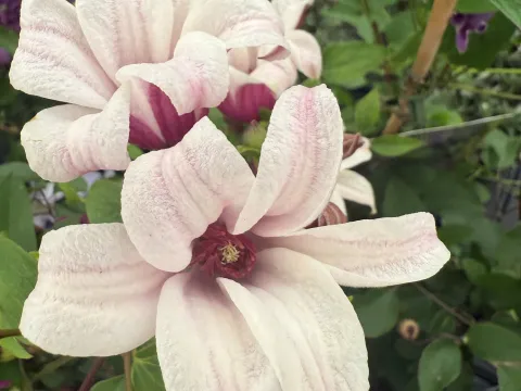 Clematis 'Princess Kate'