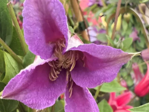 Clematis texensis 'Prince William'