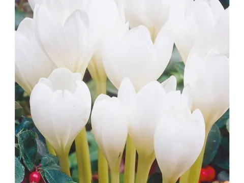 Colchicum autumnale 'Alba'