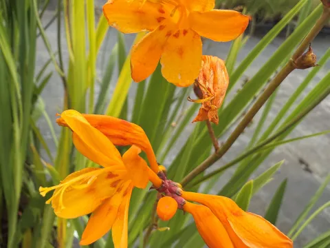 Crocosmia 'Colombus'