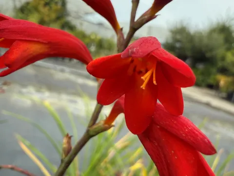 Crocosmia 'Emberglow'