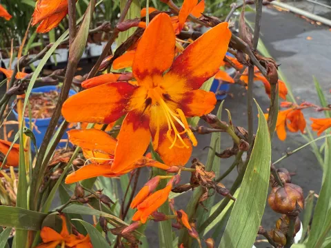 Crocosmia 'Emily McKenzie'