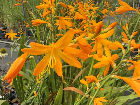 Crocosmia 'George Davidson'