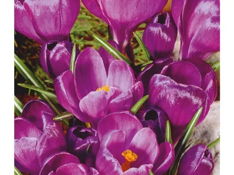 Crocus 'Grand Maitre'