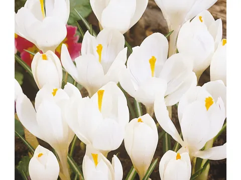 Crocus 'Jeanne d'Arc'