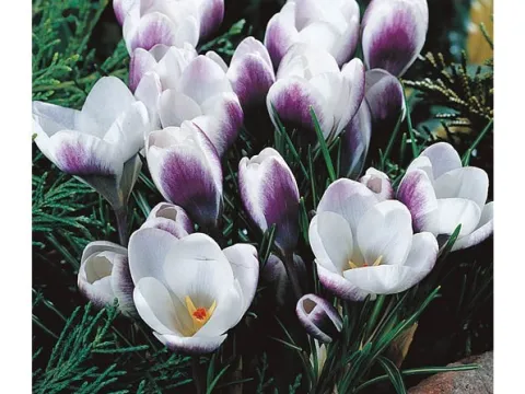 Crocus 'Prins Claus'