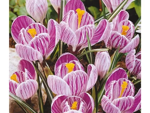 Crocus 'Pickwick'