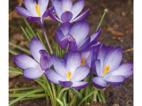 Crocus tommasinianus 'Ruby Giant'