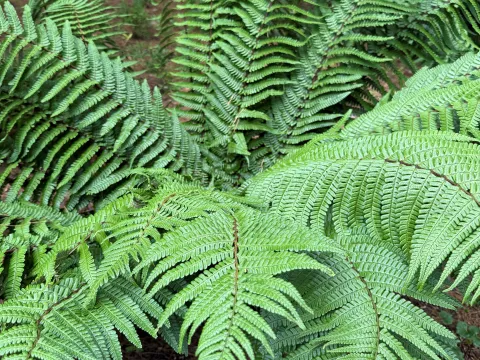 Dryopteris wallichiana