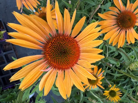 Echinacea purpurea 'Big Kahuna' ®