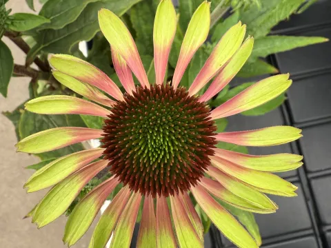 Echinacea purpurea 'Green Twister'