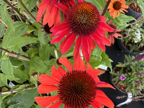 Echinacea purpurea 'Hot Summer' ®