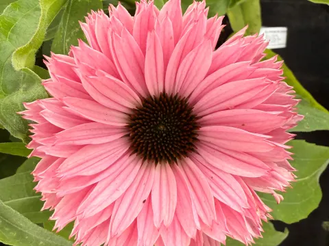 Echinacea purpurea 'Sunseekers Salmon'