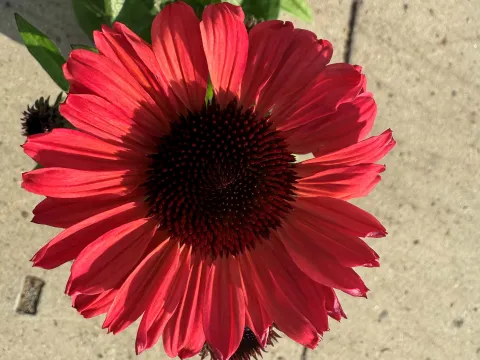 Echinacea purpurea 'Sunseekers Carmine'