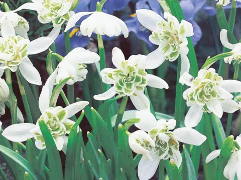 Galanthus 'Flore Pleno'