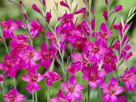 Gladiolus byzantinus