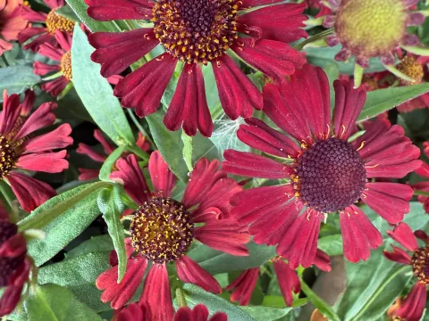Helenium 'Red Jewel'