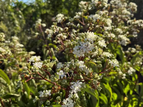 Heptacodium miconioides