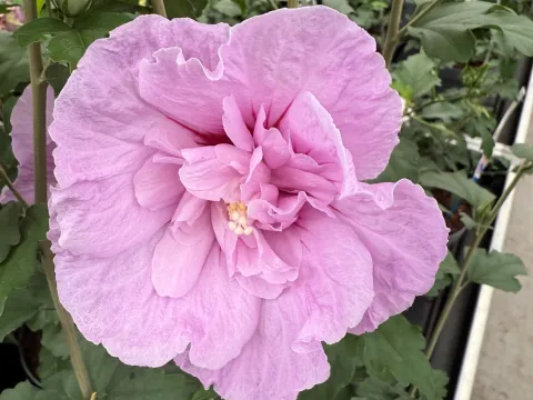 Hibiscus syriacus 'Lavender Chiffon'