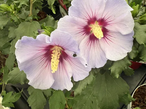 Hibiscus syriacus 'Marina'