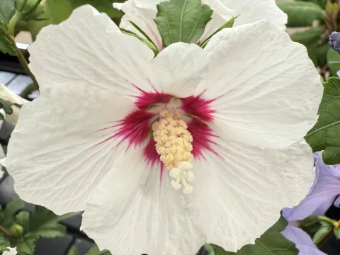 Hibiscus syriacus 'Red Heart'
