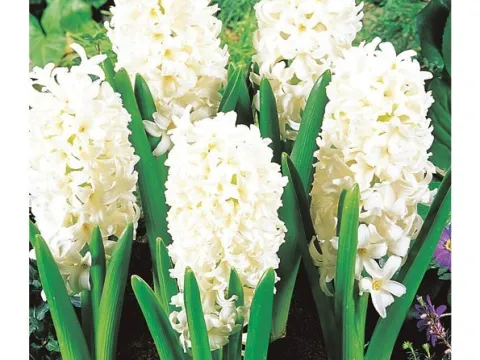 Hyacinthus 'Carnegie'