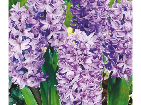 Hyacinthus 'Delft Blue'