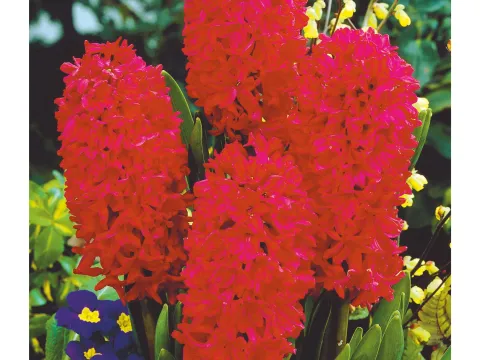 Hyacinthus 'Jan Bos'