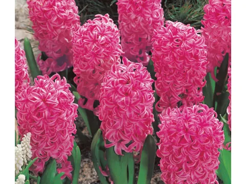 Hyacinthus 'Pink Pearl'