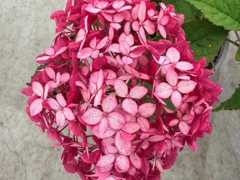 Hydrangea arborescens 'Ruby Annabelle'