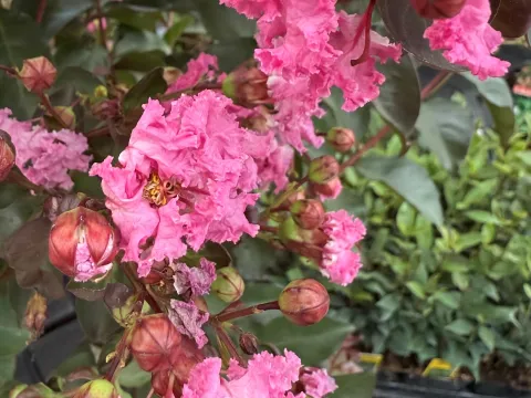Lagerstroemia indica 'Rhapsody in Pink'