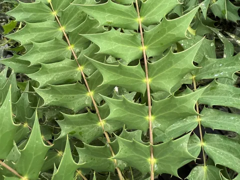 Mahonia media 'Winter Sun'