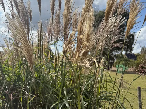 Miscanthus sinensis 'Silberfeder'