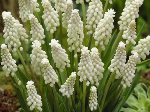 Muscari armeniacum 'Alba'