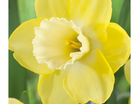 Narcissus 'Altun Ha'