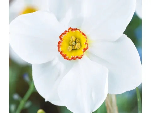 Narcissus 'Actea Poeticus'